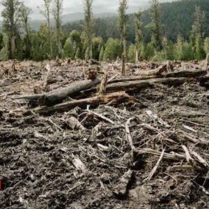 Cambio climático impacta a municipios michoacanos
