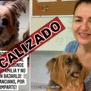 ¡Un final feliz! Harry es un yorky que regresó a los brazos de su amiga humana
