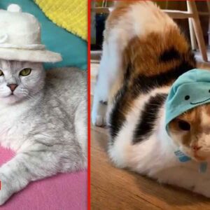 ¡Qué fifís! A estas lindas gatitas les gusta ponerse sombrero