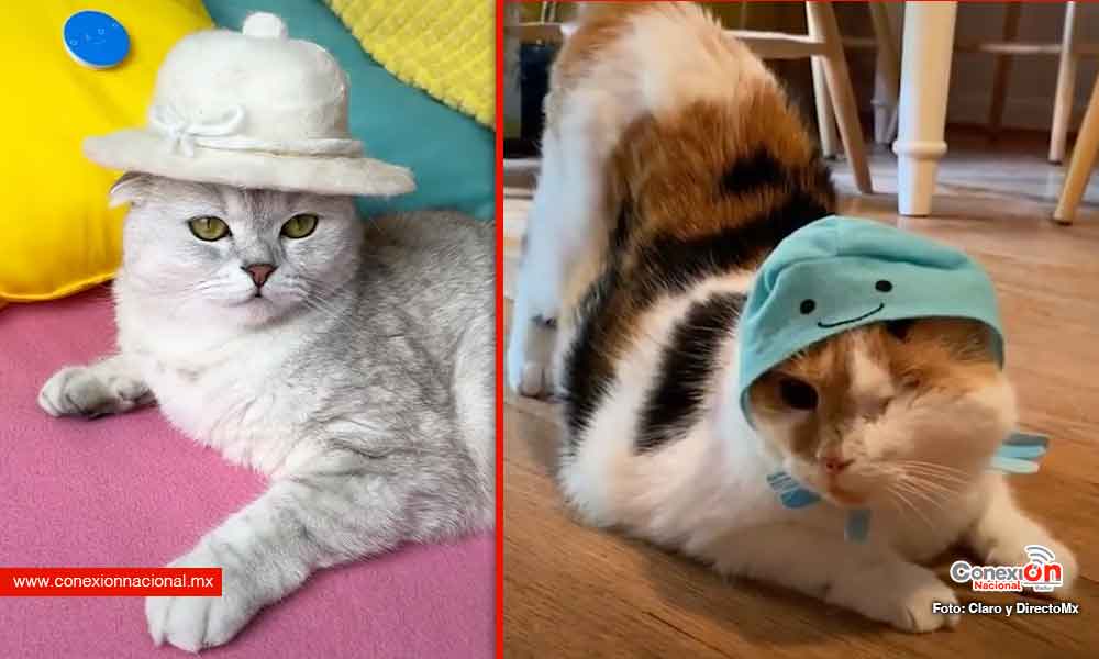 ¡Qué fifís! A estas lindas gatitas les gusta ponerse sombrero