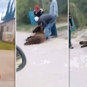 ¡Qué poca! Otra vez matan a un oso negro, ahora fue en Sonora