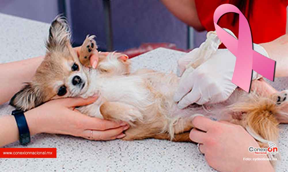 ¡Mi perrhija no! ¿Sabías que el cáncer de mama también afecta a las mascotas?