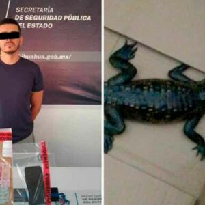 Detienen a hombre en Juárez que tenía en su posesión una cría de cocodrilo