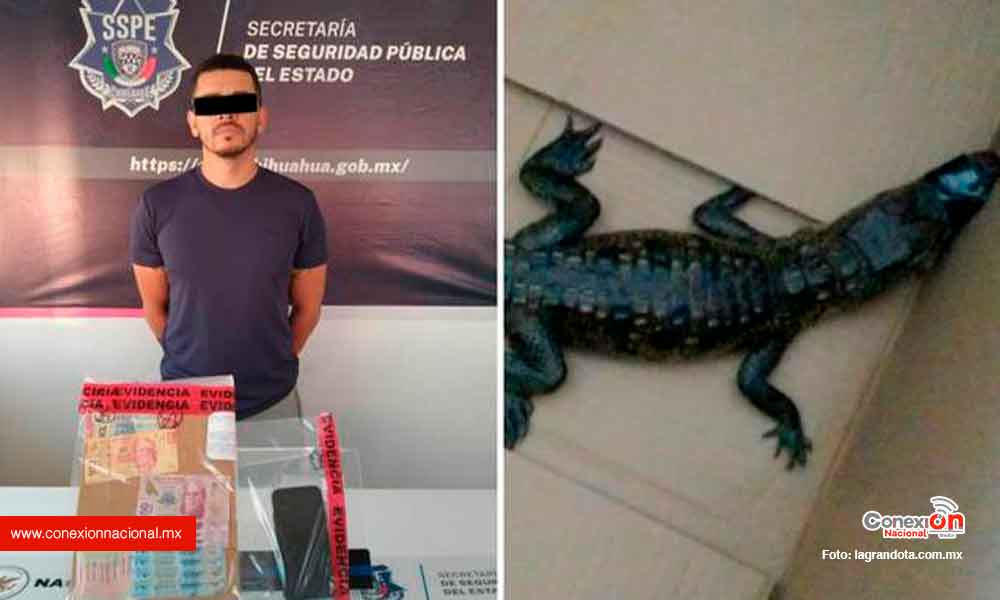 Detienen a hombre en Juárez que tenía en su posesión una cría de cocodrilo