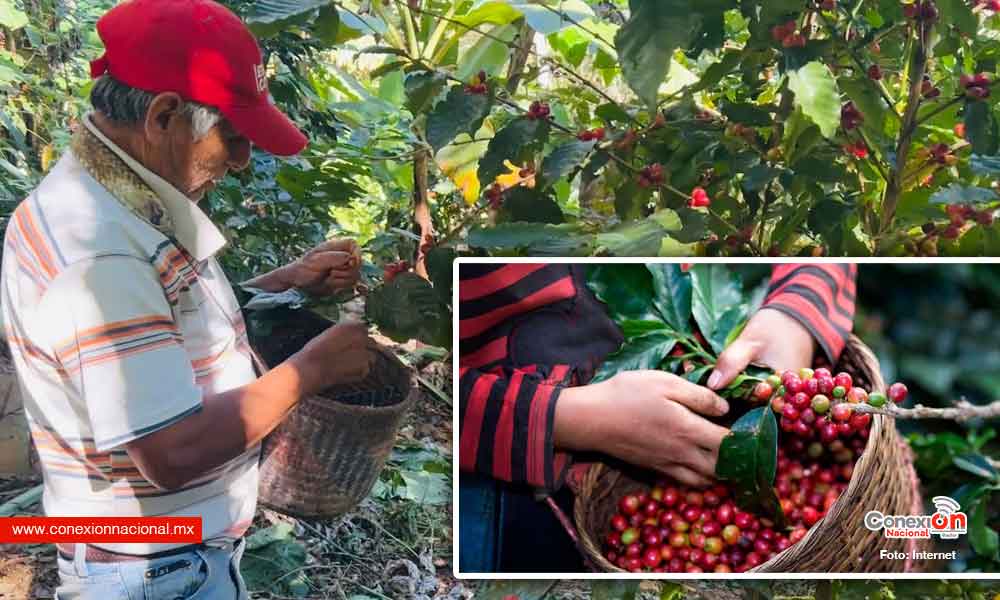 Migración afecta cultivos de café en San Pedro Yosotatu, Tlaxiaco