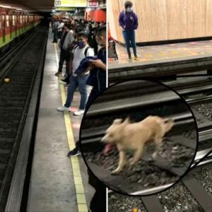 Lomito caminando en las vías de la L-2 del metro CDMX, retrasa una hora a los usuarios.