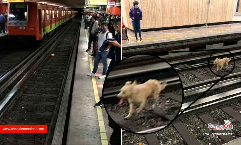 Lomito caminando en las vías de la L-2 del metro CDMX, retrasa una hora a los usuarios.