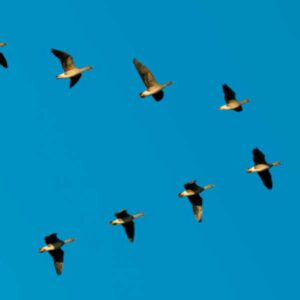 regresa la gripe aviar