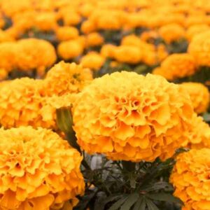 Sequía afectó producción de flor de muerto