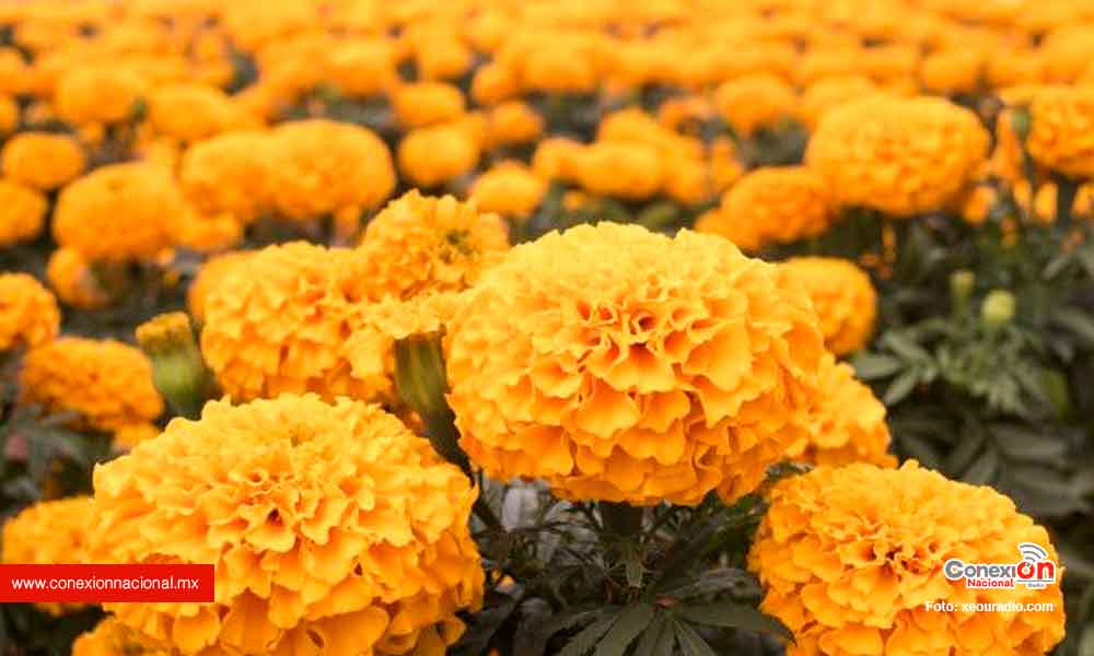 Sequía afectó producción de flor de muerto