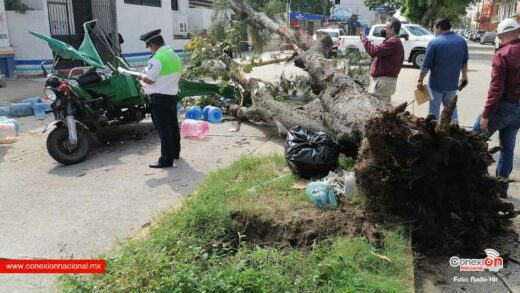 Un vendedor de agua perdió la vida al caerle encima un enorme árbol