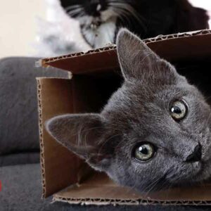Si a tu gato le gustan las cajas de cartón