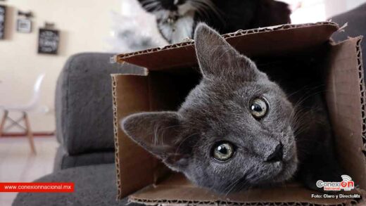 Si a tu gato le gustan las cajas de cartón