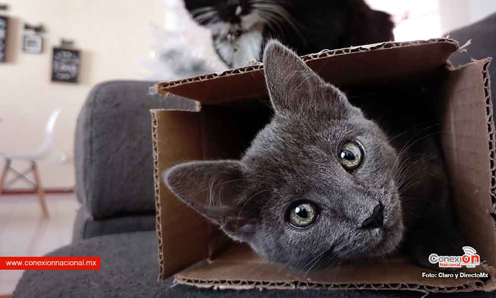 Si a tu gato le gustan las cajas de cartón
