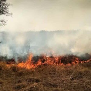 Agricultores realizar limpiezas en predios de manera tradicional