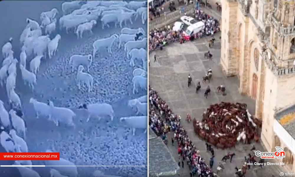 ¿Qué está pasando? ¿porque los animales están girando en círculo?