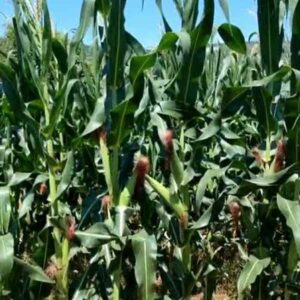 Descobijaron al campo michoacano