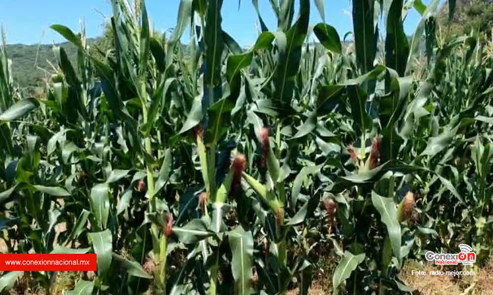 Descobijaron al campo michoacano