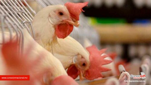 Emitirán protocolos sanitarios para evitar que entre la gripe aviar