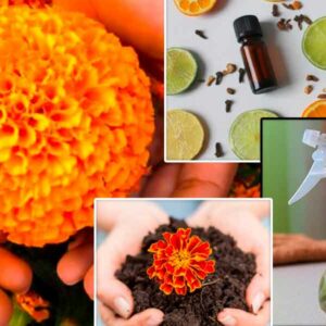 No tires las flores de cempasúchil