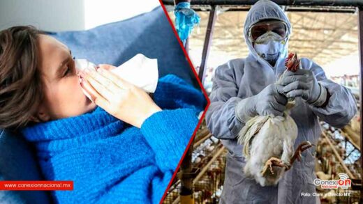 Confirman otro brote de gripe aviar, ahora fue en una granja de pollos en Chiapas