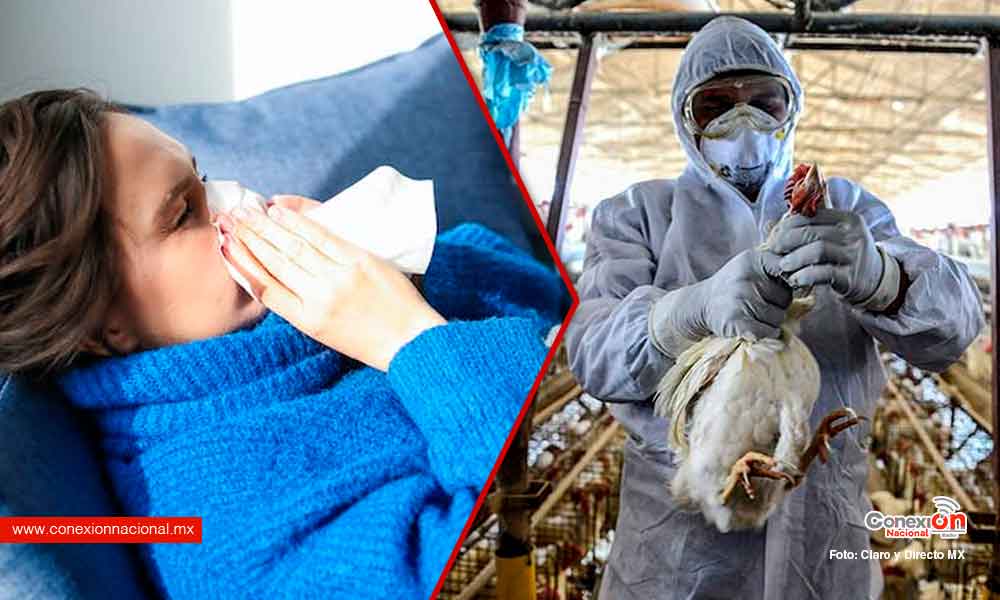 Confirman otro brote de gripe aviar, ahora fue en una granja de pollos en Chiapas