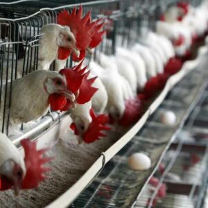 Sacrifican 360 mil gallinas en Jalisco, la gripe aviar avanza en México