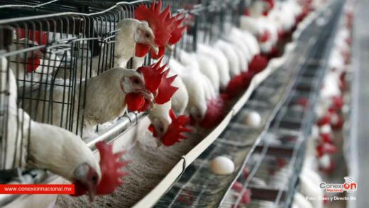 Sacrifican 360 mil gallinas en Jalisco, la gripe aviar avanza en México