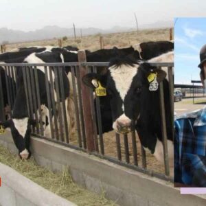 Lecheros de Camargo siguen enfrentándose al alza de precios en pastura y concentrados