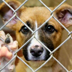 Reportan más de 200 denuncias por maltrato animal en lo que va de 2022