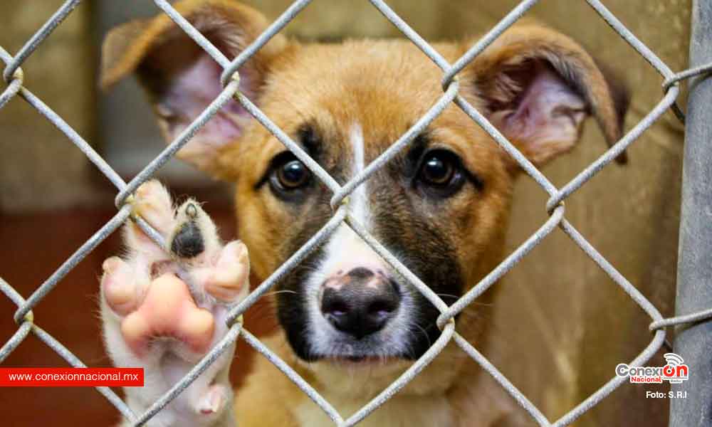 Reportan más de 200 denuncias por maltrato animal en lo que va de 2022