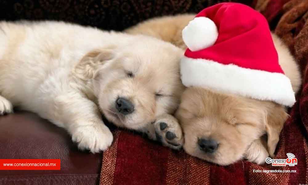 Promueven campaña para NO regalar mascotas en Navidad en Camargo