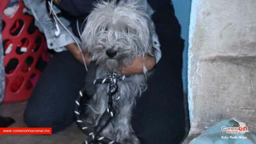 Rescata FGE a perrito víctima de maltrato, en Morelia