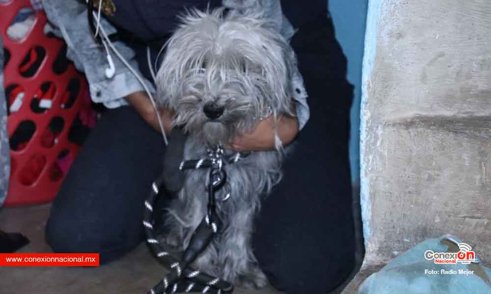 Rescata FGE a perrito víctima de maltrato, en Morelia