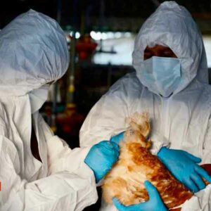 Van 13 millones de aves sacrificadas en México por gripe aviar