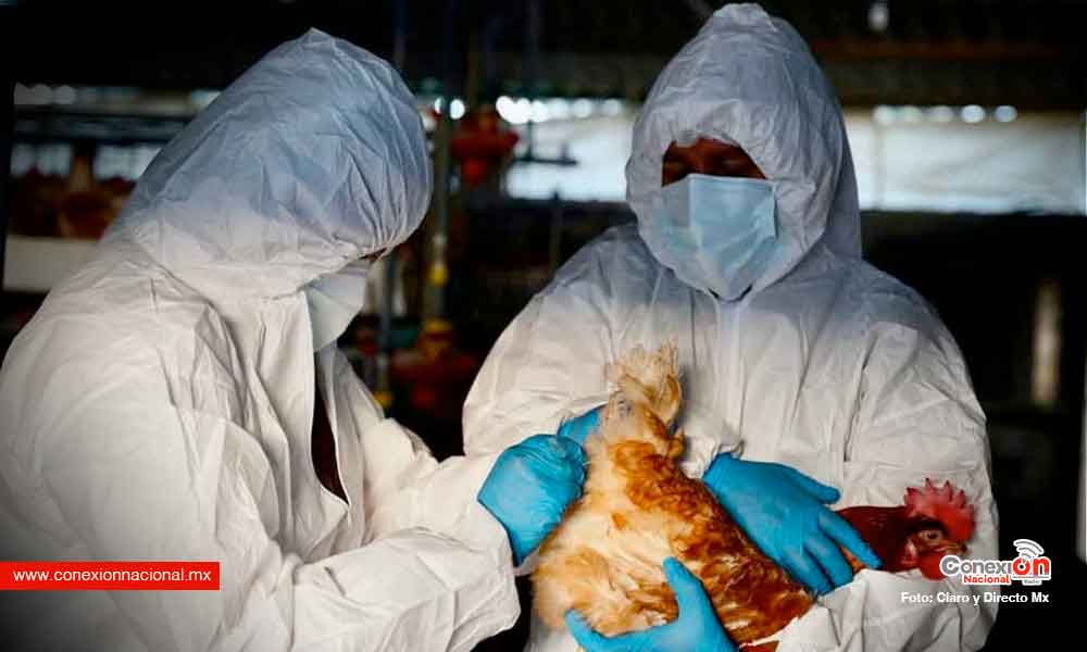 Van 13 millones de aves sacrificadas en México por gripe aviar