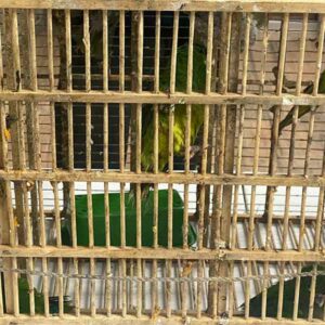 Golpe al mercado negro de animales.