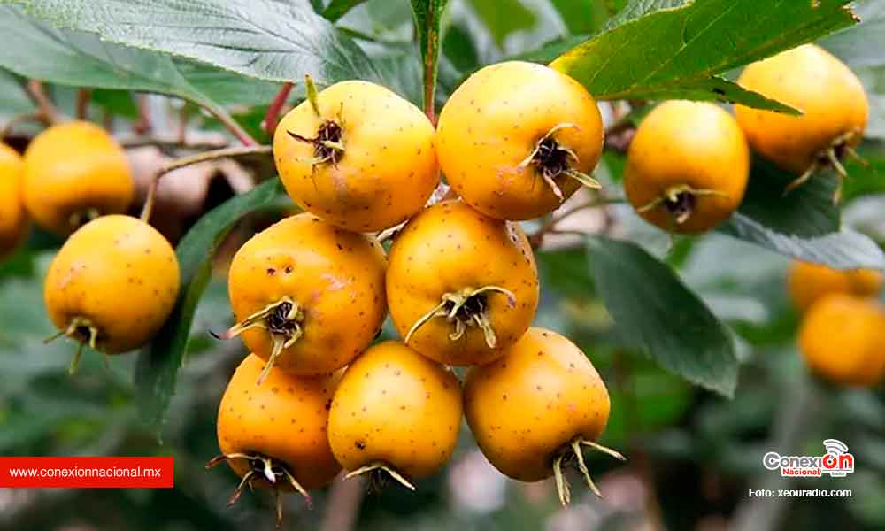 Heladas afectan cosecha de tejocote.