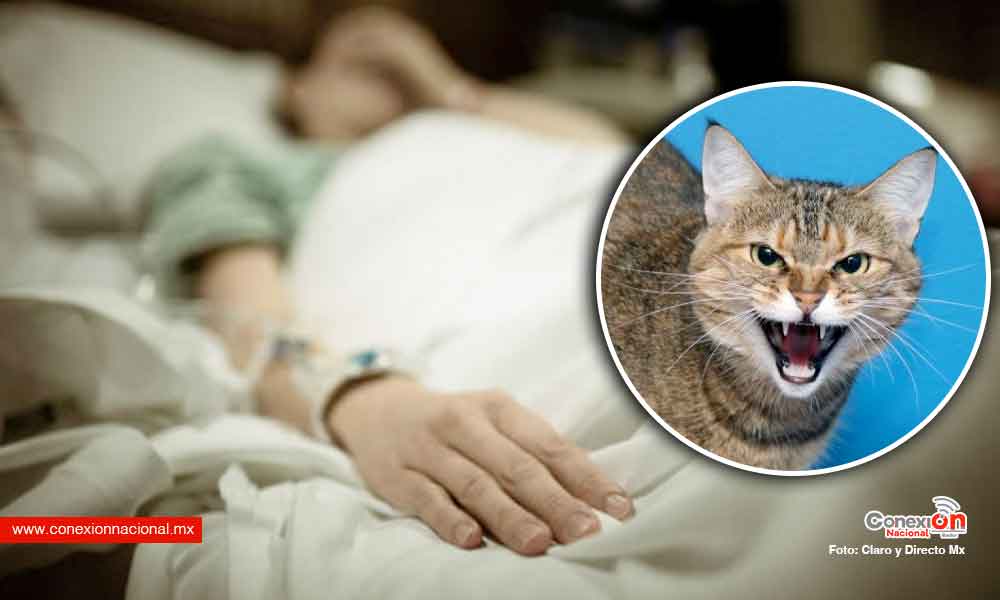 Confirman en Nayarit el primer caso de rabia en una mujer que fue mordida por su gato