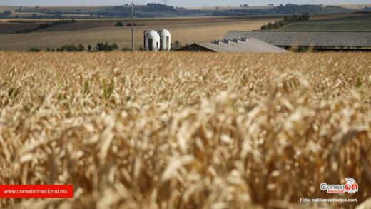 Productores piden a Biden se retire decreto contra el maíz transgénico