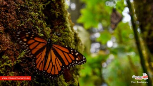 Plagas devoran bosques de la monarca