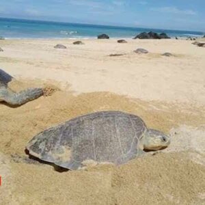 Declaran tres playas de Aquila área natural protegida