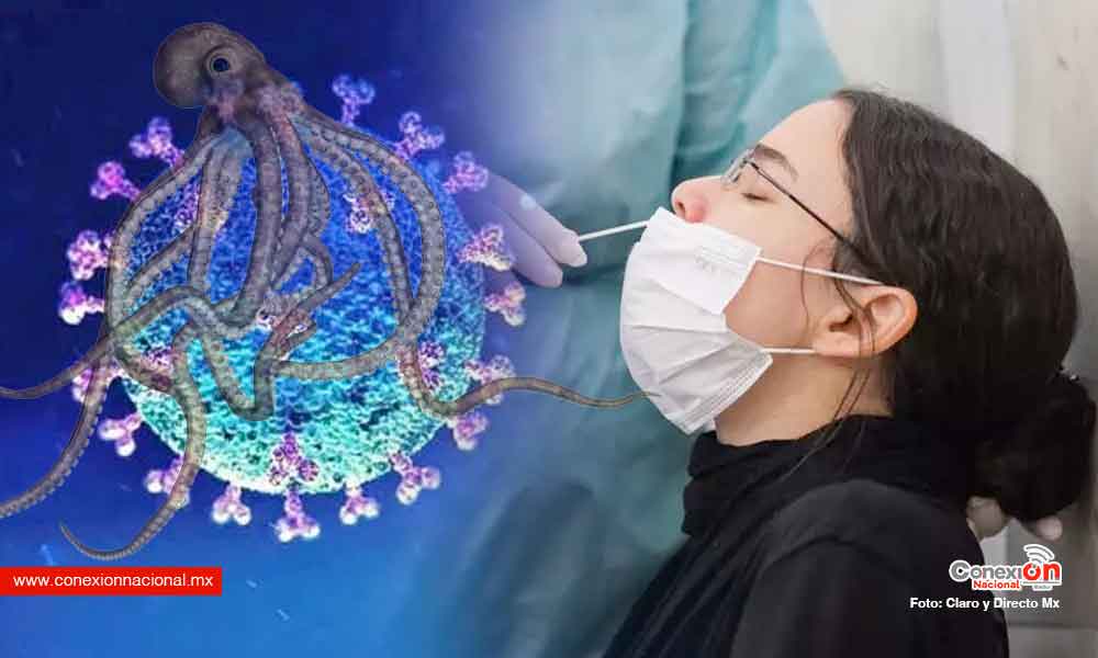 Preocupa a la OMS aumento de casos por contagios de Covid de la variante “Kraken”