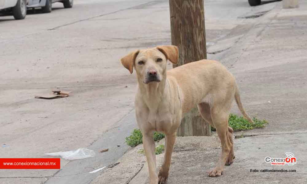 Hombre mató un perro a balazos