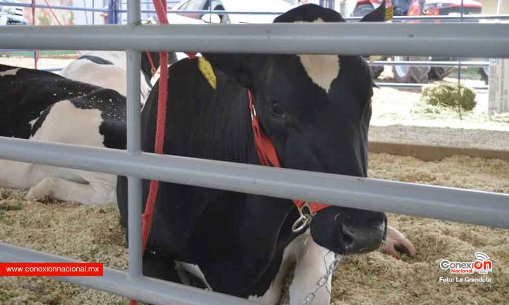 Incosteable producir leche en la región centro sur: UACh