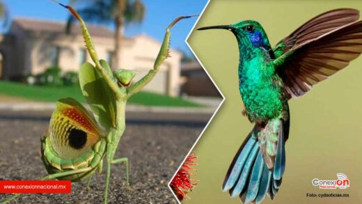 Mantis religiosa devorando a un colibrí