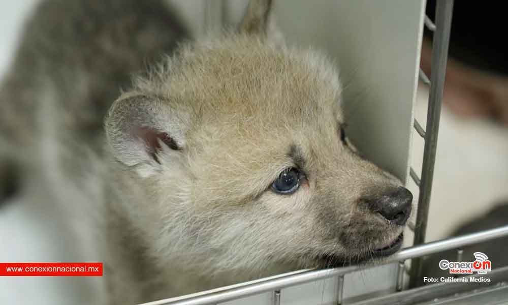 Maya, el primer lobo ártico clonado