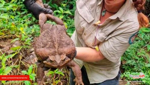 En Australia, hallaron a “Toadzilla”, una tóxica y depredadora sapo gigante