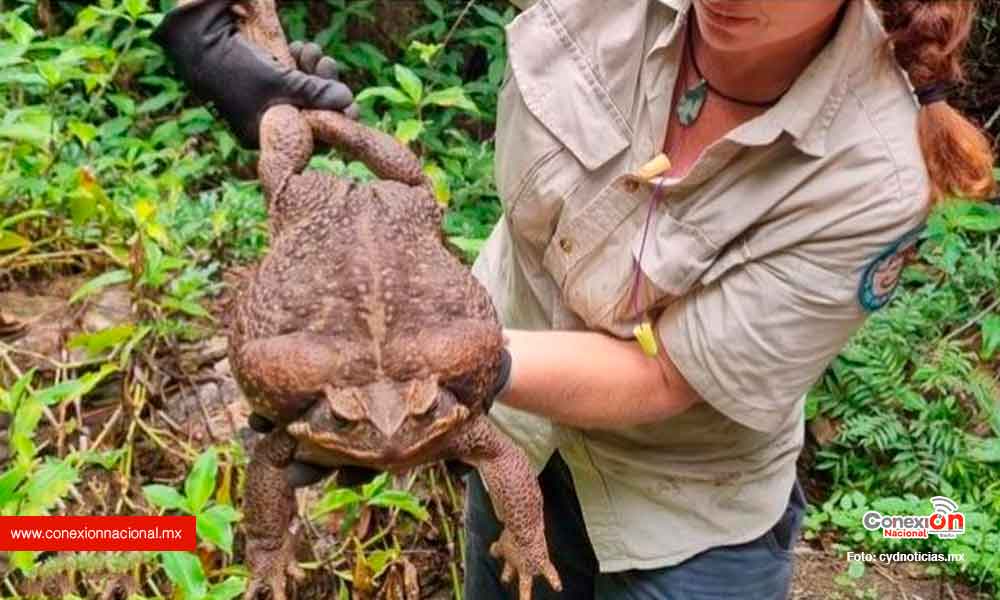En Australia, hallaron a “Toadzilla”, una tóxica y depredadora sapo gigante