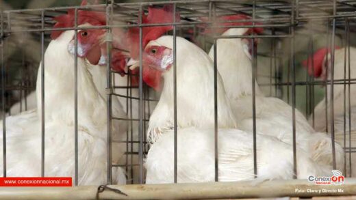 16 granjas de pollos en Yucatán están en “vacío sanitario” por la gripe aviar